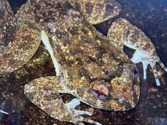 Quasipaa exilispinosa