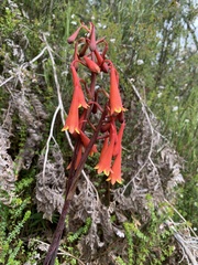 Blandfordia punicea