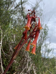 Blandfordia punicea