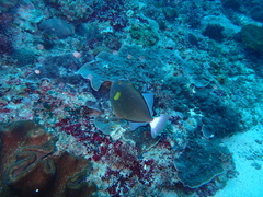 Melichthys vidua