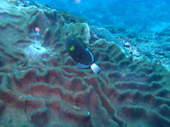 Melichthys vidua