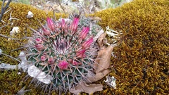 Mammillaria gigantea
