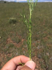 Adenophyllum wrightii