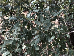 Quercus × undulata
