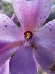 Thelymitra juncifolia
