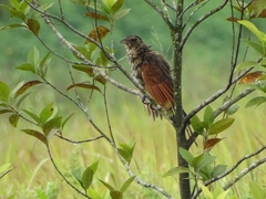 Centropus bengalensis