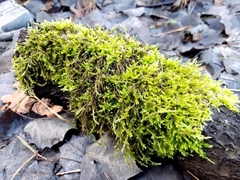 Brachythecium rivulare