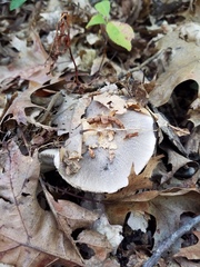 Tricholoma luteomaculosum