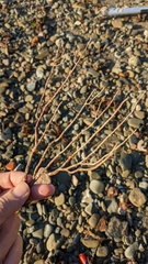 Eunicella singularis