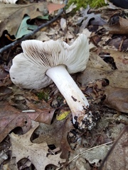 Tricholoma luteomaculosum