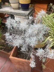 Senecio leucostachys