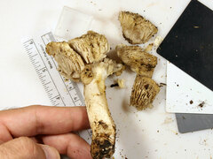 Tricholoma luteomaculosum