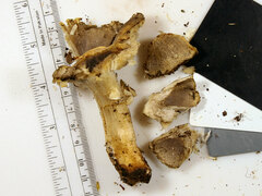 Tricholoma luteomaculosum