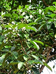 Ficus callosa