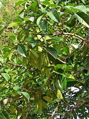 Ficus callosa