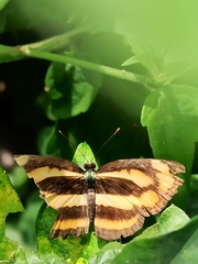 Pantoporia