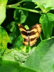 Pantoporia
