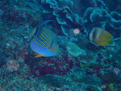 Acanthurus lineatus