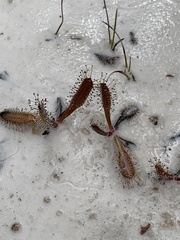Drosera arcturi