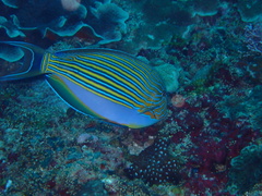 Acanthurus lineatus