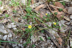 Oxalis exilis