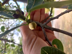 Ficus burkei