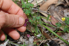 Oxalis exilis