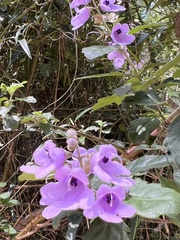 Prostanthera melissifolia