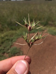 Munroa squarrosa