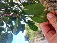 Ficus burkei