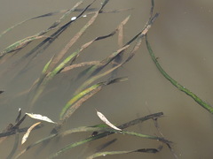 Vallisneria