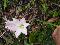 Zephyranthes robusta