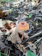 Laccaria trichodermophora