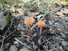 Laccaria trichodermophora