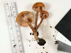 Laccaria trichodermophora