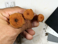 Laccaria trichodermophora