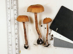 Laccaria trichodermophora