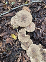 Fungi