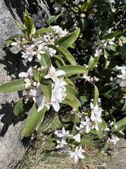 Philotheca myoporoides