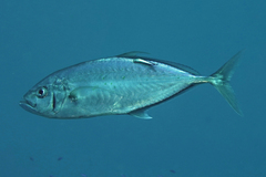 Craterognathus plagiotaenia