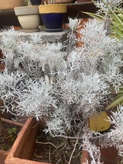 Senecio leucostachys
