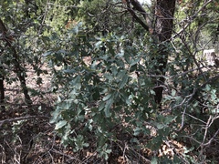 Quercus × undulata