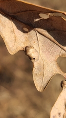 Callirhytis quercusfutilis