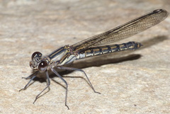 Platycypha fitzsimonsi