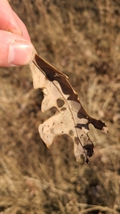 Callirhytis quercusfutilis