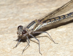Platycypha fitzsimonsi