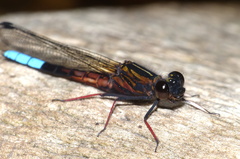 Platycypha fitzsimonsi