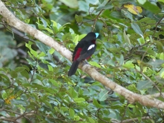 Cymbirhynchus macrorhynchos