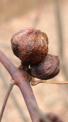 Ampelomyia vitispomum