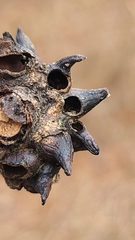 Biorhiza caepuliforme